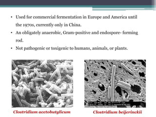 Clostridium beijerinckiiClostridium acetobutylicum
• Used for commercial fermentation in Europe and America until
the 1970s, currently only in China.
• An obligately anaerobic, Gram-positive and endospore- forming
rod.
• Not pathogenic or toxigenic to humans, animals, or plants.
 