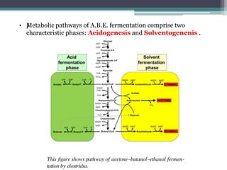 • ƒMetabolic pathways of A.B.E. fermentation comprise two
characteristic phases: Acidogenesis and Solventogenenis .
 