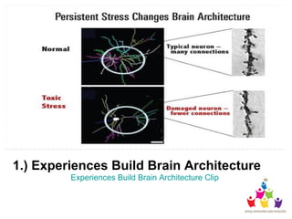 1.) Experiences Build Brain Architecture
Experiences Build Brain Architecture Clip
 