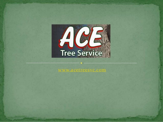 tree removal seattle tree stump seattle tree removal bellevue trimming call 2063071157 tree removal seattle tree stump seattle tree removal bellevue trimming call 2063071157