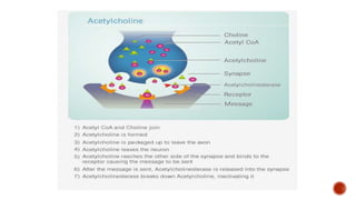 Acetylcholine | PPTX