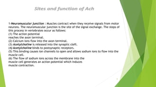8
1-Neuromuscular junction : Muscles contract when they receive signals from motor
neurons. The neuromuscular junction is the site of the signal exchange. The steps of
this process in vertebrates occur as follows:
(1) The action potential
reaches the axon terminal.
(2) Calcium ions flow into the axon terminal.
(3) Acetylcholine is released into the synaptic cleft.
(4) Acetylcholine binds to postsynaptic receptors.
(5) This binding causes ion channels to open and allows sodium ions to flow into the
muscle cell.
(6) The flow of sodium ions across the membrane into the
muscle cell generates an action potential which induces
muscle contraction.
 