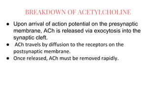 ● Upon arrival of action potential on the presynaptic
membrane, ACh is released via exocytosis into the
synaptic cleft.
● ACh travels by diffusion to the receptors on the
postsynaptic membrane.
● Once released, ACh must be removed rapidly.
BREAKDOWN OF ACETYLCHOLINE
 
