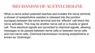 MECHANISM OF ACETYLCHOLINE
When a nerve action potential reaches and invades the nerve terminal,
a shower of acetylcholine vesicles is released into the junction
(synapse) between the nerve terminal and the ‘effector’ cell which the
nerve activates. This may be another nerve cell or a muscle or gland
cell. Thus electrical signals are converted to chemical signals, allowing
messages to be passed between nerve cells or between nerve cells
and non-nerve cells. Chemical transmission involving acetylcholine is
known as ‘cholinergic’.
 