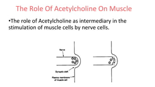 The Role Of Acetylcholine On Muscle
•The role of Acetylcholine as intermediary in the
stimulation of muscle cells by nerve cells.
 
