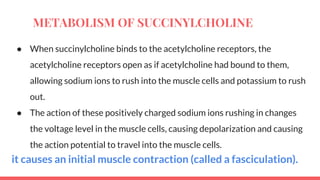 ● When succinylcholine binds to the acetylcholine receptors, the
acetylcholine receptors open as if acetylcholine had bound to them,
allowing sodium ions to rush into the muscle cells and potassium to rush
out.
● The action of these positively charged sodium ions rushing in changes
the voltage level in the muscle cells, causing depolarization and causing
the action potential to travel into the muscle cells.
it causes an initial muscle contraction (called a fasciculation).
METABOLISM OF SUCCINYLCHOLINE
 