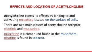 Acetylcholine exerts its effects by binding to and
activating receptors located on the surface of cells.
There are two main classes of acetylcholine receptor,
nicotinic and muscarinic.
muscarine is a compound found in the mushroom.
nicotine is found in tobacco.
EFFECTS AND LOCATION OF ACETYLCHOLINE
 