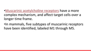 •Muscarinic acetylcholine receptors have a more
complex mechanism, and affect target cells over a
longer time frame.
•In mammals, five subtypes of muscarinic receptors
have been identified, labeled M1 through M5.
 