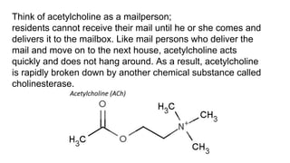 Think of acetylcholine as a mailperson;
residents cannot receive their mail until he or she comes and
delivers it to the mailbox. Like mail persons who deliver the
mail and move on to the next house, acetylcholine acts
quickly and does not hang around. As a result, acetylcholine
is rapidly broken down by another chemical substance called
cholinesterase.
 