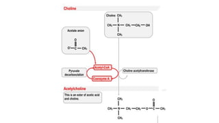 Acetylcholine and succinylcholine Slide 10