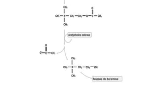 Acetylcholine and succinylcholine Slide 13
