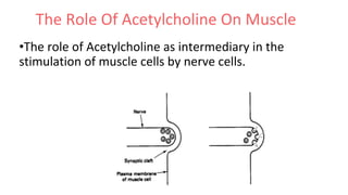Acetylcholine and succinylcholine Slide 20