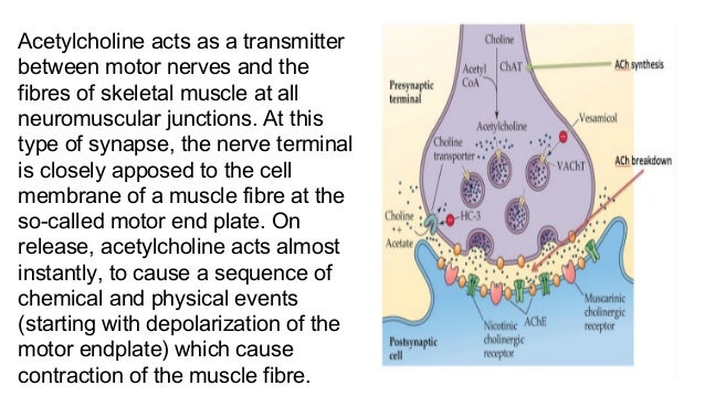 Acetylcholine and succinylcholine