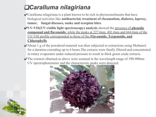 ❑Caralluma nilagiriana
✔Caralluma nilagiriana is a plant known to be rich in phytoconstituents that have
biological activities like antibacterial, treatment of rheumatism, diabetes, leprosy,
tumor, fungal diseases, snake and scorpion bites.
✔UV-VIS(UV-visible light spectroscopy) analysis showed the presence of phenolic
compound and flavonoids; while the peaks at 227.6nm, 401.6nm and 664.6nm of the
UV-VIS profile corresponded to those of the Flavonoids, Terpenoids, and
Chlorophylls.
✔About 1 g of the powdered material was then subjected to extractions using Methanol
for a duration extending up to 6 hours.The extracts were finally filtered and concentrated
in rotary evaporator under reduced pressure to result in thick green crude extracts.
✔The extracts obtained as above were scanned in the wavelength range of 190-900nm
UV spectrophotometer and the characteristic peaks were detected.
 