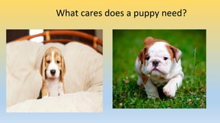 What cares does a puppy need?
 