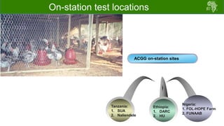 Draft chicken performance testing protocols: Deliberations with country teams 