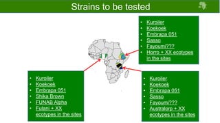 Draft chicken performance testing protocols: Deliberations with country teams 