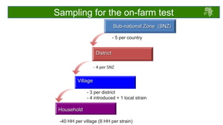 Draft chicken performance testing protocols: Deliberations with country teams 