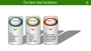 Draft chicken performance testing protocols: Deliberations with country teams 