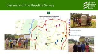 A platform for testing, delivering, and continuously improving tropically-adapted chickens for productivity growth in sub-Saharan Africa—Nigeria