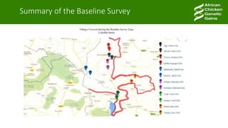 A platform for testing, delivering, and continuously improving tropically-adapted chickens for productivity growth in sub-Saharan Africa—Nigeria