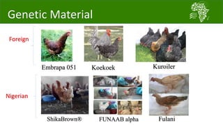 A platform for testing, delivering, and continuously improving tropically-adapted chickens for productivity growth in sub-Saharan Africa—Nigeria