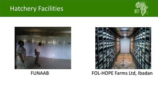A platform for testing, delivering, and continuously improving tropically-adapted chickens for productivity growth in sub-Saharan Africa—Nigeria