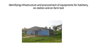 A platform for testing, delivering, and continuously improving tropically-adapted chickens for productivity growth in sub-Saharan Africa