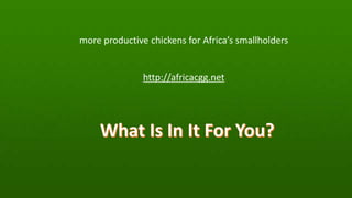 Introducing the African Chicken Genetic Gains project