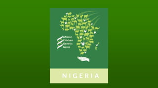 Introducing the African Chicken Genetic Gains project