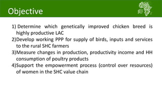 Introducing the African Chicken Genetic Gains project