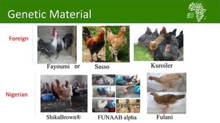 Introducing the African Chicken Genetic Gains project