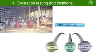 ACGG: A platform for testing, delivering, and continuously improving tropically-adapted chickens for productivity growth in sub-Saharan Africa