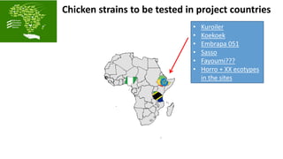 ACGG: A platform for testing, delivering, and continuously improving tropically-adapted chickens for productivity growth in sub-Saharan Africa