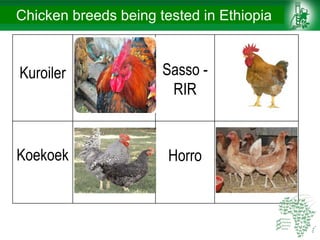 Chicken breeds being tested in Ethiopia
Kuroiler Sasso -
RIR
Koekoek Horro
 