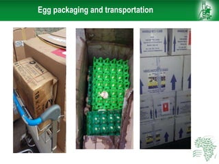 Egg packaging and transportation
 