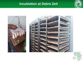 Incubiation at Debre Zeit
 