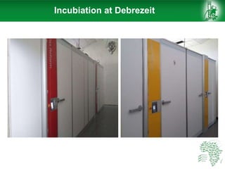 Incubiation at Debrezeit
 