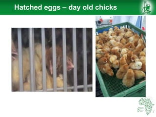 Hatched eggs – day old chicks
 