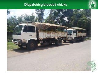Dispatching brooded chicks
 