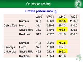 On-station testing
Wk 0 WK 4 WK 7 WK 8
Kuroiler 35.8 466.9 935.5 1136.3
Debre Zeit Horro 31.1 230.6 461.3 540.0
Sasso RIR 33.0 349.6 703.8 829.6
Koekoek 31.6 262.2 570.3 686.5
Kuroiler 43.8 292.6 762.8
Haramya Horro 32.6 159.8 372.7
University Sasso RIR 42.6 212.3 569.2
Koekoek 39.2 155.4 426.3
Growth performance (g)
 