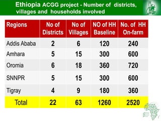 Ethiopia ACGG project - Number of districts,
villages and households involved
Regions No of
Districts
No of
Villages
NO of HH
Baseline
No. of HH
On-farm
Addis Ababa 2 6 120 240
Amhara 5 15 300 600
Oromia 6 18 360 720
SNNPR 5 15 300 600
Tigray 4 9 180 360
Total 22 63 1260 2520
 