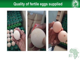 African Chicken Genetic Gains: ACGG-Ethiopia report