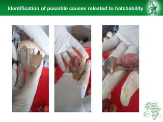 African Chicken Genetic Gains: ACGG-Ethiopia report