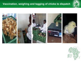 African Chicken Genetic Gains: ACGG-Ethiopia report