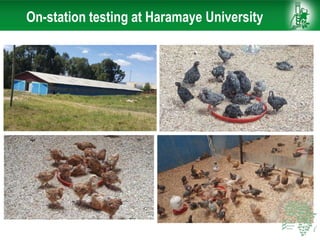 African Chicken Genetic Gains: ACGG-Ethiopia report