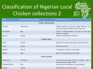 Chicken genetic resources and sustainable rural livelihoods in Nigeria