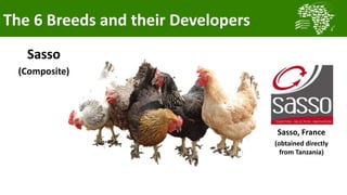 Transforming smallholder chicken production in Nigeria