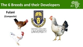Transforming smallholder chicken production in Nigeria
