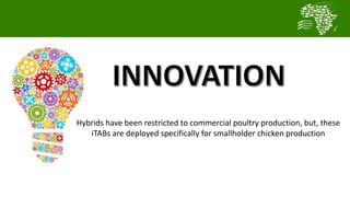 Transforming smallholder chicken production in Nigeria